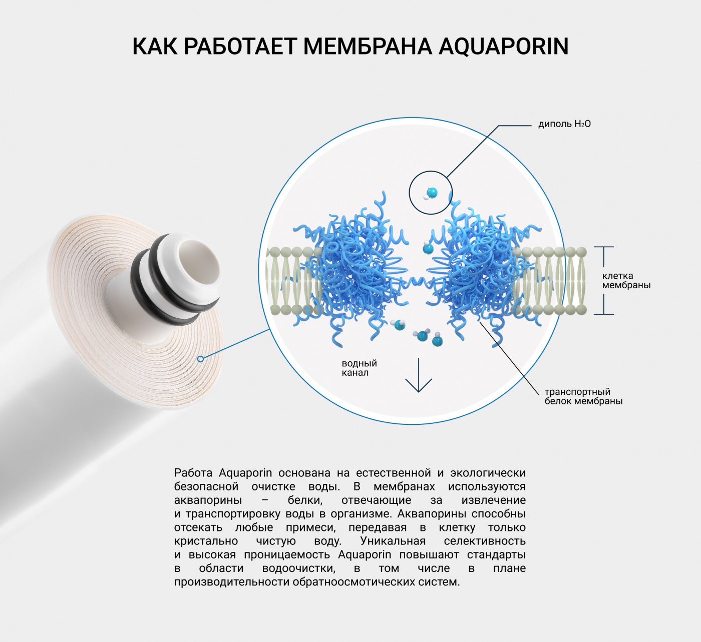 Aquaporin Aquaporin